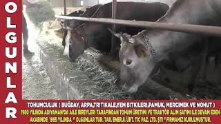 TRÄ°TÄ°KALE NEDÄ°R NERDE YETÄ°ÅÄ°R TRÄ°TÄ°KALE HAKKINDA BÄ°LMEDÄ°KLERÄ°MÄ°Z TRÄ°TÄ°KALE [upl. by Findlay]