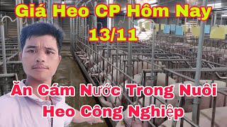 Giá Heo Hơi Ngày Hôm Nay 1311 Mô Hình Cho Ăn Cám Nước Trong Nuôi Công Nghiệpnongtraihoakieu [upl. by Candyce]