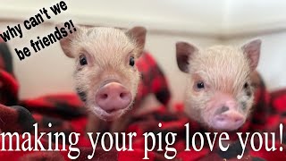 Bonding With Your New Piglet  Week Two With Mini Pigs [upl. by Baptista]