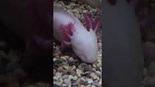 Axolotl facts  Fun trivia about these unique creatures [upl. by Ecinereb]