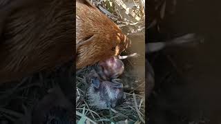 Survival Chronicles Skylark Chicks Fight Off Ferocious Mongoose Invasion [upl. by Ellingston]