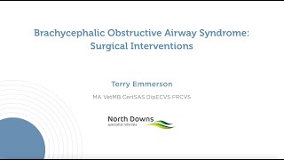 Brachycephalic Obstructive Airway Syndrome Surgical Interventions [upl. by Davie]