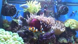 Enchanted Aquarium  H Magnifica Ritteri Sea Anemone Eating in reef aquarium [upl. by Concha]