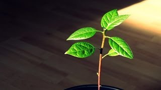 Pruning an indoor Avocado Tree [upl. by Viradis]