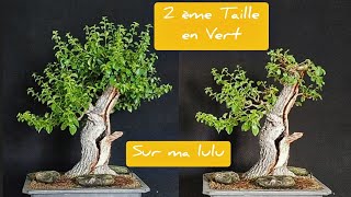 2ème TAILLE en VERT BONSAI PRUNUS MAHALEB YAMADORI CERISIER SAINTE LUCIE 🌳 [upl. by Aneleve]