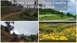 Maintaining Yellow Daisy Park Peren Nagaland [upl. by Barta685]