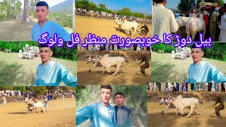 Beautiful scene of bull run full vlog  Raja Adeeb Vlog  adeebvlogs vlogswithrajaadeeb [upl. by Ching]