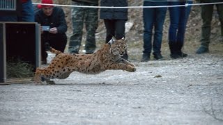 Luchs Freilassung 2017 [upl. by Aihtnis422]