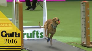 Flyball  Team Final  Crufts 2016 [upl. by Ettennod]