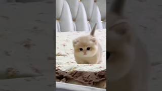 Cute baby kitten sound ❤️ shorts [upl. by Clabo237]