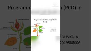 Programmed cell death in plantsmystery soni [upl. by Ettenwad]