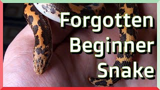 Why Kenyan Sand Boas Make Great Beginner Snakes [upl. by Toth]