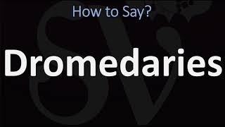 How to Pronounce Dromedaries CORRECTLY [upl. by Miarhpe580]