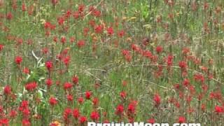 Indian Paintbrush Castilleja coccinea [upl. by Dud]