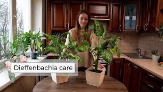 Dieffenbachia Plant Care Guide  Dumb Cane Care [upl. by Ecyla]