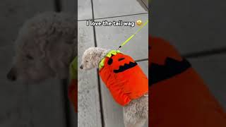 Mr Darcy on a walk youtube fyp cute mrdarcy ksi viralvideo aww cute dog halloween [upl. by Oirobil]