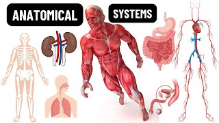 Anatomical Body Systems  ANATOMY SERIES  Visual Scientific Content [upl. by Bekki]