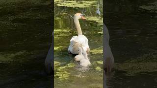 Cygnets stay close to swan [upl. by Enialem247]