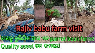 parrot beak aseel farm visit in odisa  PrinceAseelPoint  temper tail aseel [upl. by Fricke]