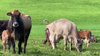 Freude herrscht  Geburt Kalb Auhof Toggenburg [upl. by Krystyna116]