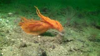 giant nudibranch while diving Vancouver Island Canada [upl. by Ariaek208]