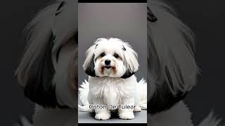 Coton De Tulear [upl. by Ronoel]