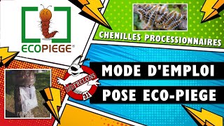 Piège à CHENILLE Processionnaire Mode demploi de la pose dun EcoPiège [upl. by Asa516]