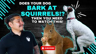 Silencing The Squirrel Showdown Tips To Keep Your Dog Calm [upl. by Terrene]