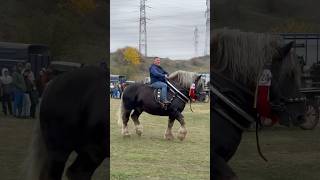 Armăsar greu stallion horse cowhorse horselover bighorse youtubeshorts animals romania big [upl. by Vinn652]