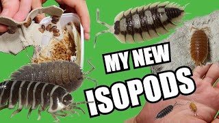 PET UNBOXING VIDEO  13 NEW ISOPOD SPECIES [upl. by Houghton]