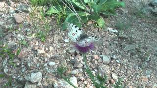 Parnassius apollo chrysophorus [upl. by Landan]