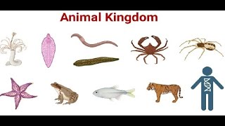 Kingdom Animalia  Porifera to Arthropoda  Class 11  NEB [upl. by Proudman827]