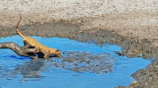 Leopard Dives into Muddy Water to Catch Fish [upl. by Ingraham83]