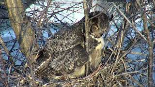 Great Horned Owl Nest Charlo quotWonkyquot amp 3 Owlets Apr 19 [upl. by Hachmann]