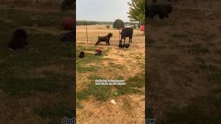 Cow dog protects puppies from Cow 😊👍 bouvierdesflandres shortsfeed dog cow puppy [upl. by Eiloj]