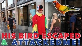 DRESSED AS A PARROT IN PUBLIC BIRD ATTACKS [upl. by Lizbeth]