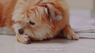 Dog skin problems hair fall and itching petmedicine petcare doglover pets vetmedicine [upl. by Gino]