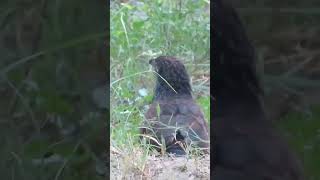 Juvenile Crow pheasant feeding abcnatureshorts natureandwildlife greatercoucal crowpheasant [upl. by Ilrebmik]