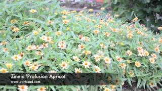 Zinnia Profusion Apricot [upl. by Camp20]