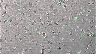 JuLI Stage Application Video Cell Apoptosis images for 40 hours [upl. by Estrellita]