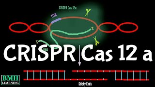 CRISPR Cas 12 a  CRISPR cas Cpf1 Mechanism [upl. by Pine512]