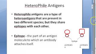 Microbiology 124 a HeteroPhile Antigens Epitope Weil Felix Reaction Paul Bunnell Cold Agglutination [upl. by Adnopoz]