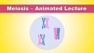 Meiosis steps  what is the purpose of meiosis  Animated Lecture Embryology [upl. by Kerred]