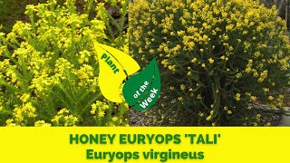 HONEY EURYOPS TALI  Euryops virgineus [upl. by Atsirak190]