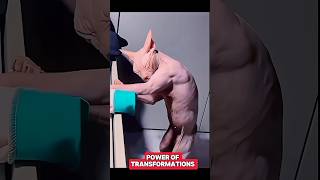 Power of Transformations 🗿trolltrollfaceeditshortsyoutubeshorts [upl. by Niwre]