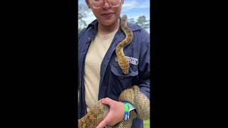 Australia’s Aggressive amd longest Python 🐍 Amethystine Python Scrub Pyhon” [upl. by Ellswerth]