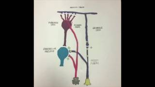 Eyeblink Conditioning [upl. by Assirat]