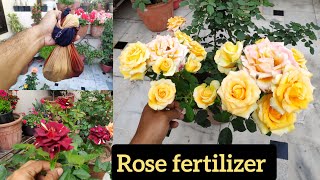 Best rose fertilizer rose organic fertilizer rose food rose care organic khaad गुलबा की देखभाल [upl. by Einaj764]