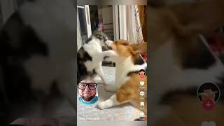 Cats vs Dogs part 2 😆 reaction animals shorts [upl. by Elleneg]