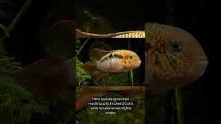 The San Juan Cichlid Andinoacara Biseriatus [upl. by Derby]